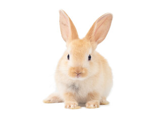 Front view of baby orange rabbit standing on white background. Lovely action of baby rabbit.