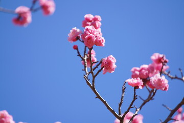 東京の公園に咲く梅の花とメジロ