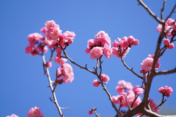 東京の公園に咲く梅の花とメジロ