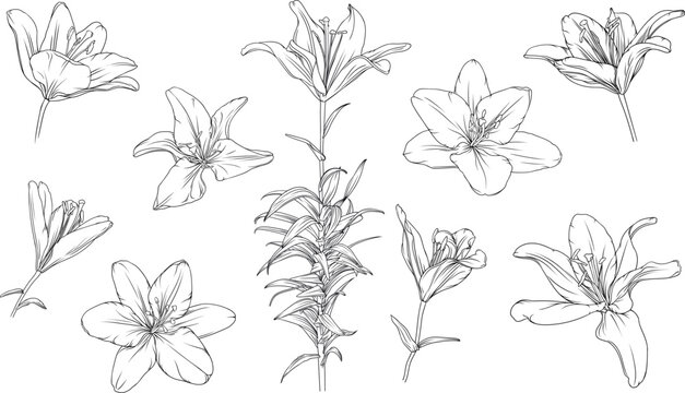 set of hand drawn black outline lily flowers isolated on white background