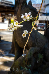 A early spring scene in Japan. Plum blossom and fox statue in a shrine.