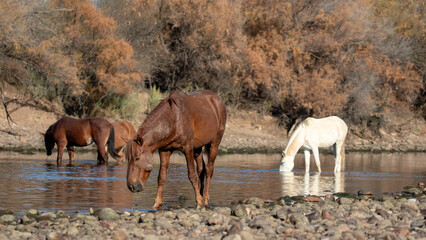Red bay wild horse stallion with small herd feeding in the Salt River near Mesa Arizona United...