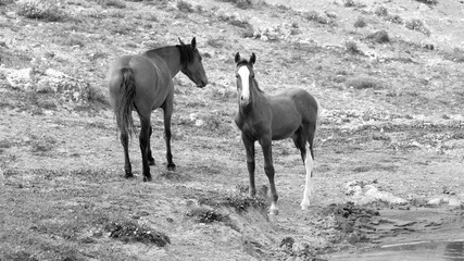 Wild horse colt mustang in the Pryor Mountain wild horse refuge on the border of Montana and Wyoming in the United States - black and white