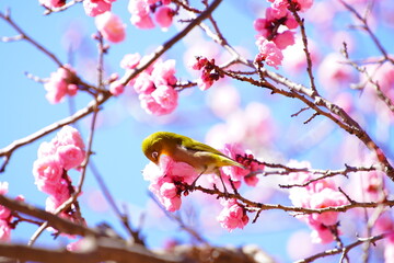 東京の公園に咲く梅の花とメジロ