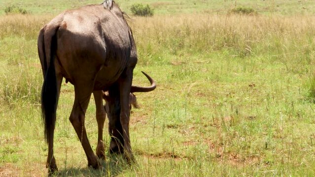 Wildebeast grazing in South Africa, Kruger Park 4K