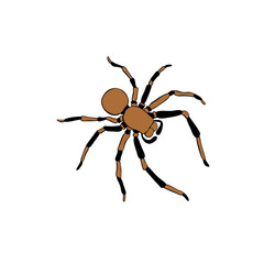 Vector brown tarantula spider. Color clip art of theme of insects, animals, halloween, naturalness of nature in doodle flat style - obrazy, fototapety, plakaty