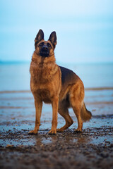 German shepherd dog on a beach