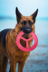 German shepherd dog portrait on a beach