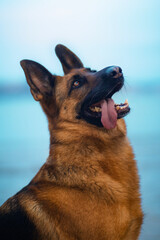 German shepherd dog portrait on a beach