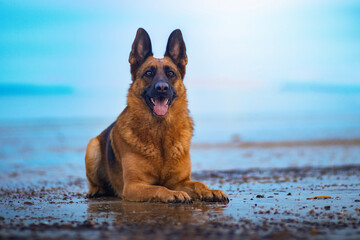 German shepherd dog on a beach