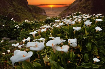 Arum Calla lIlies by the ocean beach. Santa Barbara.  California. USA