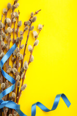 Bouquets of pussy willow branches with blue ribbon on yellow background. Ukraine © Mouse family