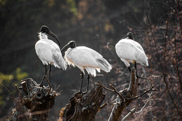 木の上に止まっている３羽のクロトキ