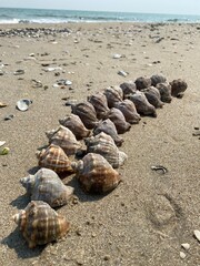 shells on the beach