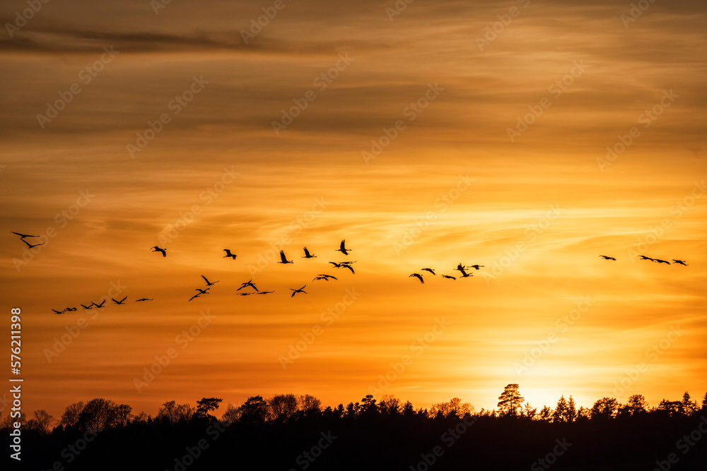 Wall mural Cranes flying in a beautiful sunset at spring