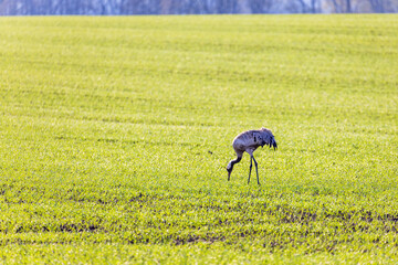 Crane eating on a green field