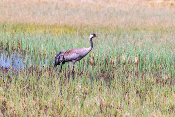 Obraz na płótnie Canvas Crane in a wetland at spring
