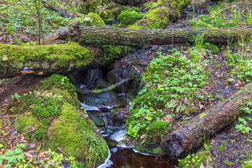 Fallen tree logs by a creek in the woodland - obrazy, fototapety, plakaty
