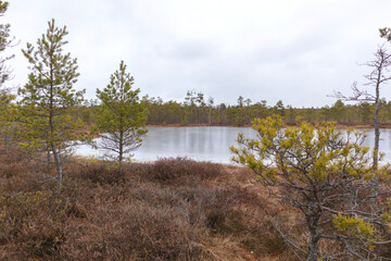 
Nature view of a marsh during the day with wind broken pine trees brown small grass and ditches and ponds of marsh water