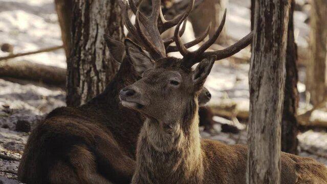 Red deer head and antlers closeup view, forest background, fauna in Portugal