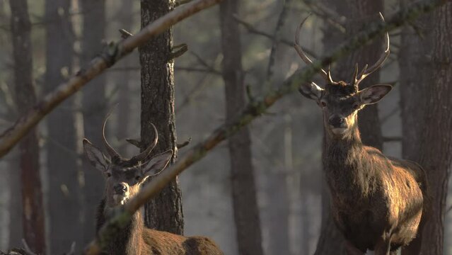 Two red deers in forest looking to camera, front portrait, wild life in Portugal