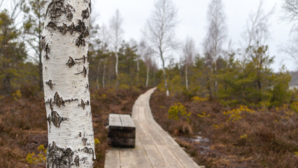 
A natural view of the bog with a wooden bench on the side of the trail and a boardwalk winding through the bog