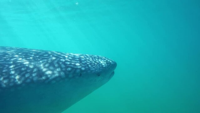 Close Up On Whale Shark Head As It's Slowly Swimming The Revealing Its Entire Body Under The Surface of the Sea  In Baja California Sur, Mexico. Rhincodon Typus.