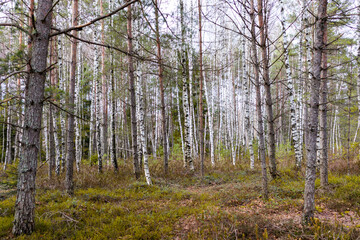 Fototapeta premium A natural view of the marsh through the trunks of a birch tree during the day