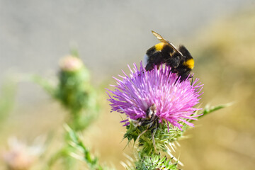 Bumble Bee on wild flower in springtime, Collecting nectar and polination concept

