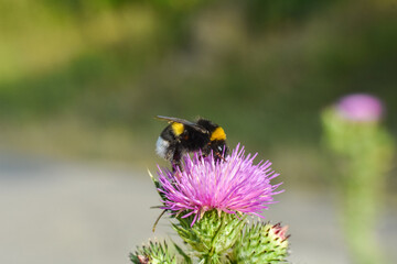 Bumble Bee on wild flower in springtime, Collecting nectar and polination concept
