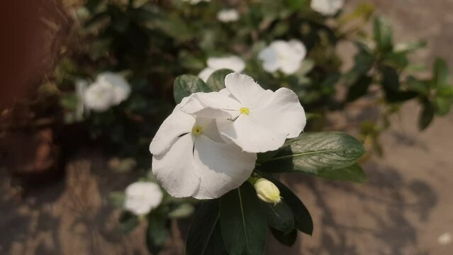 White Sada Bahar or Nayantora or Catharanthus roseus, commonly known as&nbsp;bright eyes-&nbsp;Cape periwinkle,&nbsp;graveyard plant-&nbsp;Madagascar periwinkle-&nbsp;old maid-&nbsp;white and&nbsp;rose periwinkle