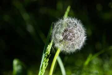 dandelion head as a perfect puff ball 