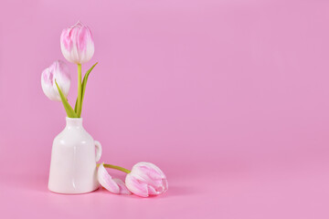 Obraz na płótnie Canvas White spring tulip flowers with pink tip in vase on pink background with copy space