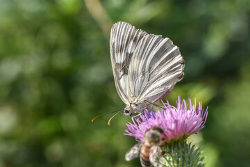 Closeup shot of a beautiful Checkered butterfly, Melanargia galathea on a thistle flower
