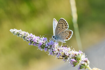Himalayan Blue Butterfly, Pseudophilotes vicrama. Rare little blue butterfly on wildflower