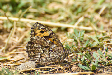 Arethusana arethusa, False Grayling butterfly in the grass. Butterfly in dry grass