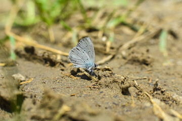 Cupido alcetas, piccolissima farfalla, Little blue butterfly