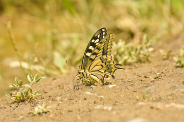 Papilio machaon Old World swallowtail. Swallowtail butterfly on ground
