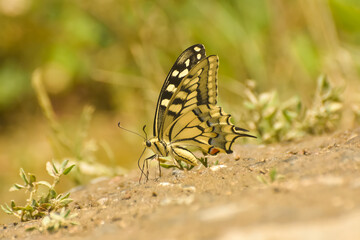 Papilio machaon Old World swallowtail. Swallowtail butterfly on ground