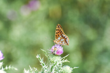 Queen of Spain Fritillary butterfly, Issoria lathonia on flower in garden.  Fritillary butterfly in natural habitat
