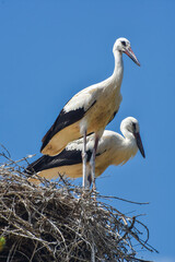 White stork on a nest. Pair of White Stork birds on a nest