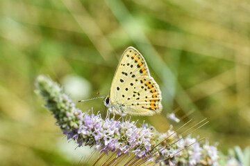 Sooty Copper butterfly on flower. Small blue butterfly, Lycaena tityrus, on meadow