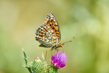 Obraz na płótnie Canvas Niobe Fritillary butterfly, Argynnis niobe. Fabriciana niobe beautiful butterfly on wild flowers