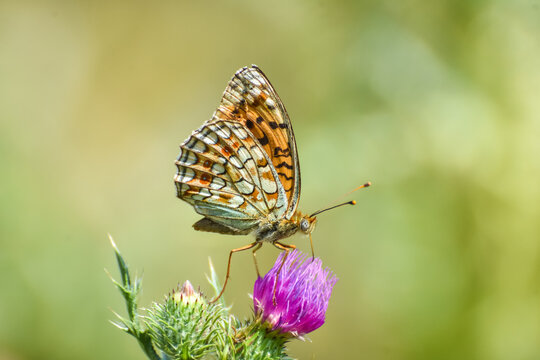 Niobe Fritillary butterfly, Argynnis niobe. Fabriciana niobe beautiful butterfly on wild flowers © Ivan