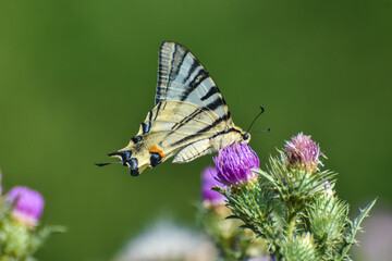 Scarce swallowtail - Iphiclides podalirius. Butterfly on wild flowers