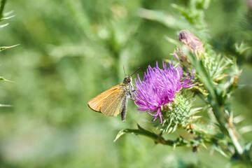 Essex skipper (Thymelicus lineola) on wildflower. Little butterfly on meadow