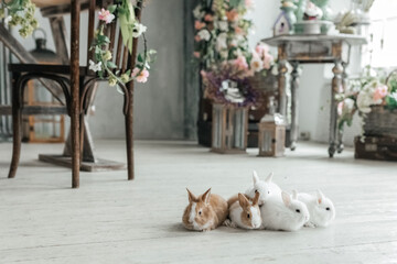 A group of cute Easter bunny rabbits on the living room floor. Beautiful cute pets.