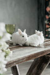 Obraz premium A group of cute Easter bunny rabbits on the table in the living room. Beautiful cute pets.