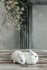A group of cute Easter bunny rabbits on the table in the living room. Beautiful cute pets.