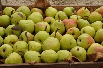 Fresh ripe pears in basket.